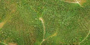 uav-forest-mapping